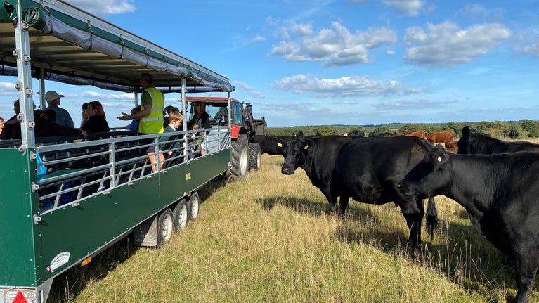 Tractor and trailer with school children on board. Several cows have approached and are looking at the children.